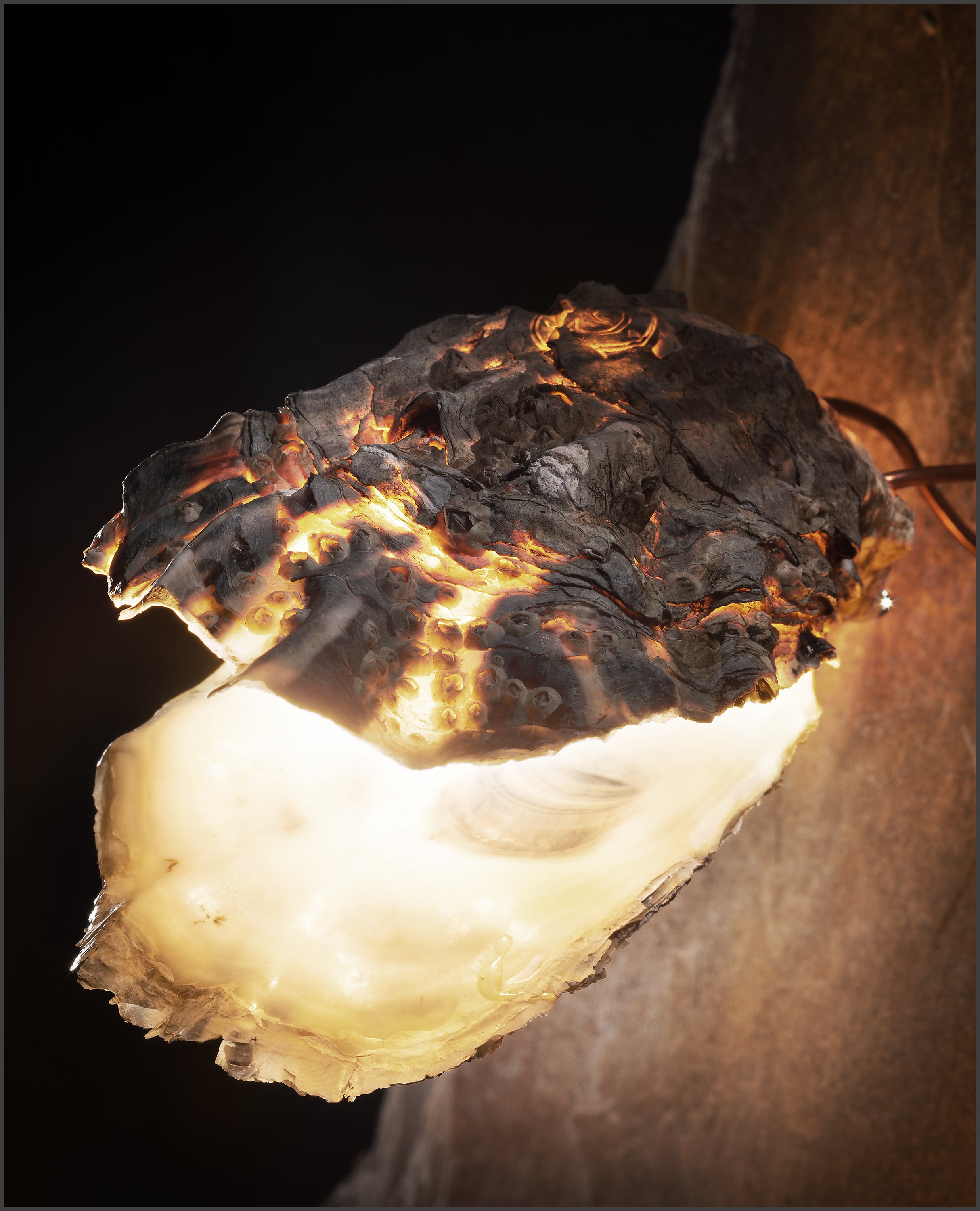 Oyster Gillardeau